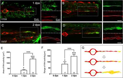 Macrophages Break Interneuromast Cell Quiescence by Intervening in the Inhibition of Schwann Cells in the Zebrafish Lateral Line